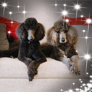 Meet your Posher, David